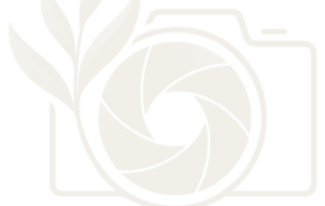 Shuttersaga Production logo